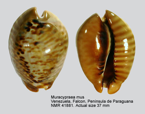 Muracypraea mus.jpg - Muracypraea mus(Linnaeus,1758)